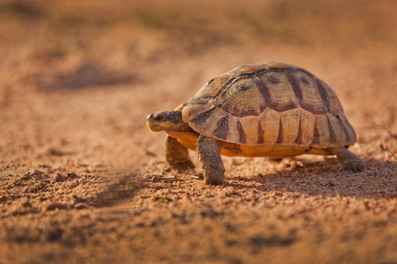 Tortoise Trail Lodge Langebaan Ngoại thất bức ảnh